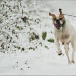 Hunting dog with game bird