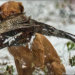 Dog Hunting in winter for game birds