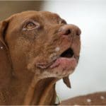 Hunting dog with game bird