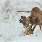 Hunting dog with game bird