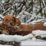 Hunting dog with game bird