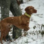 Hunting dog with game bird