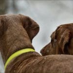 Hunting dog with game bird