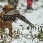 Hunting dog with game bird