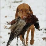 Hunting Day Slovak University of Agriculture