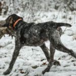 Hunting dog pointers