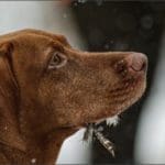 Hunting dog