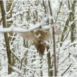 Hunting Grouse in Winter Snow