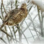 Hunting Grouse in Winter Snow