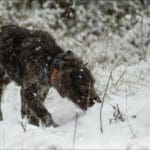German Shorthair Pointer Hunting in Winter Snow