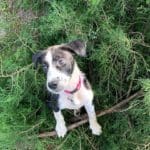 Fan Photos: English Pointer Puppy. Named - Mercy | Hunting Magazine
