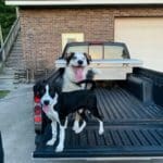 Fan Photos: English Pointer Puppy & Australian Shepherd/Border Collie Mix. Dogs Names: Mercy (English Pointer) Luna (Australian Shepherd/Border Collie Mix) | Hunting Magazine