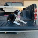 Fan Photos: English Pointer Puppy. Named - Mercy | Hunting Magazine