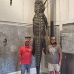 Massive South Carolina Gator Taken by Hunter Neeley