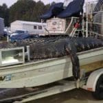 Massive South Carolina Gator Taken by Hunter Neeley