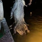 Massive South Carolina Gator Taken by Hunter Neeley