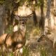 Arizona Big Game Super Raffle offering "early bird" prize of Guided Kansas White-tailed Deer Hunt | Hunting Magazine