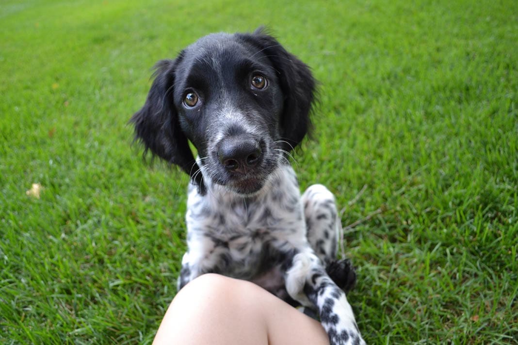 hunting dog puppies (11)