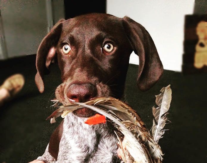 15 Adorable Cute Hunting Dog Puppy Photos Hunting Magazine