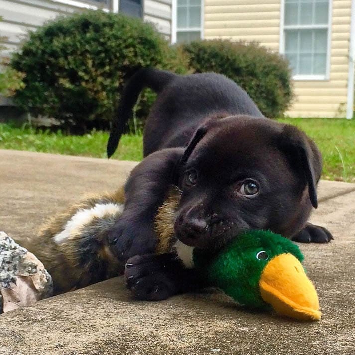 hunting dog puppies (14)