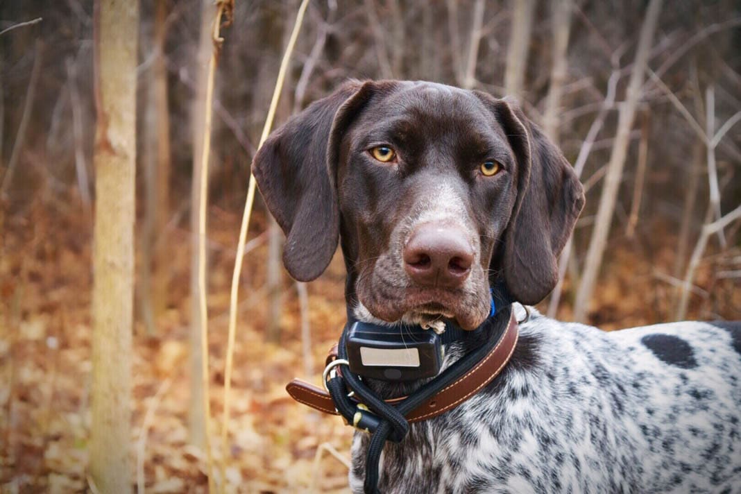 hunting dog puppies (2)