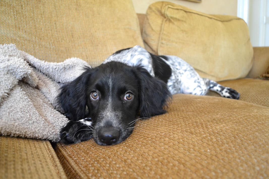 hunting dog puppies (3)