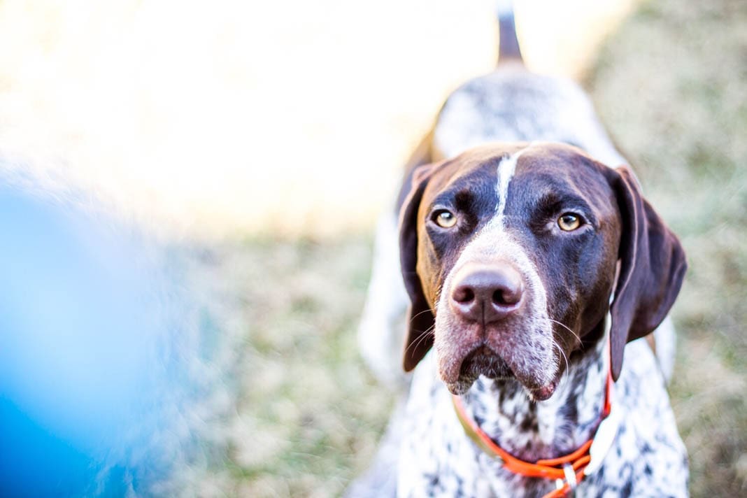 hunting dog puppies (4)