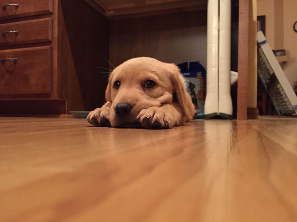 hunting dog puppies (6)