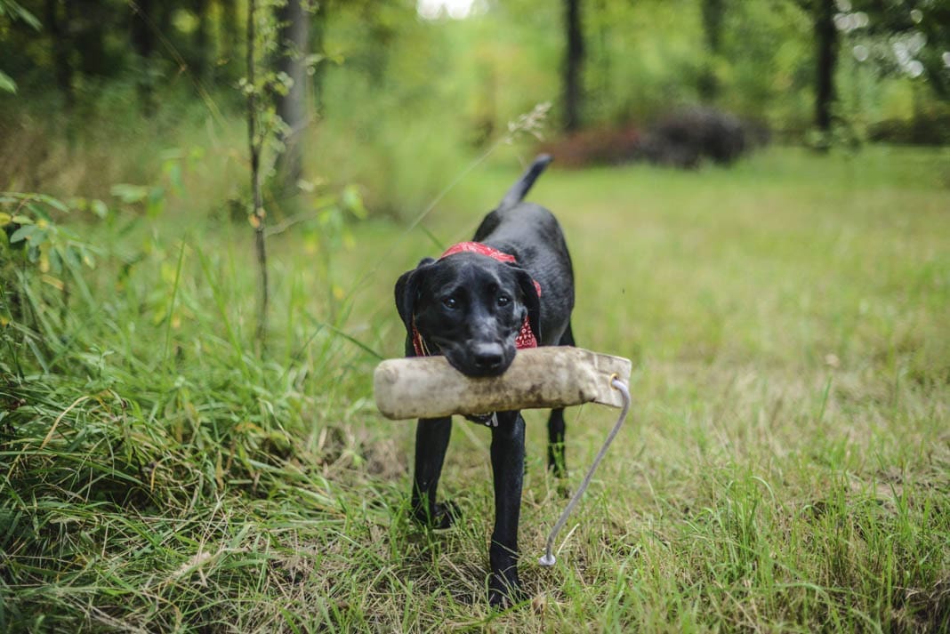 hunting dog puppies (7)
