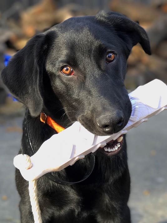 hunting dog puppies (9)