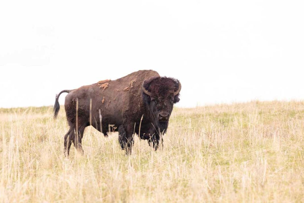 Woman gored after approaching bison in Yellowstone National Park; Always stay more than 25 yards away from bison