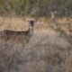 Deer Hunting Season in Wisconsin | Hunting Magazine
