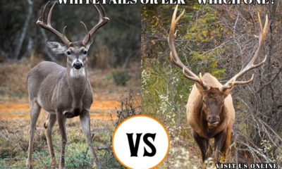 Hunting Meme: Hunting Whitetail Deer vs Hunting Elk - Which One Do You Choose?