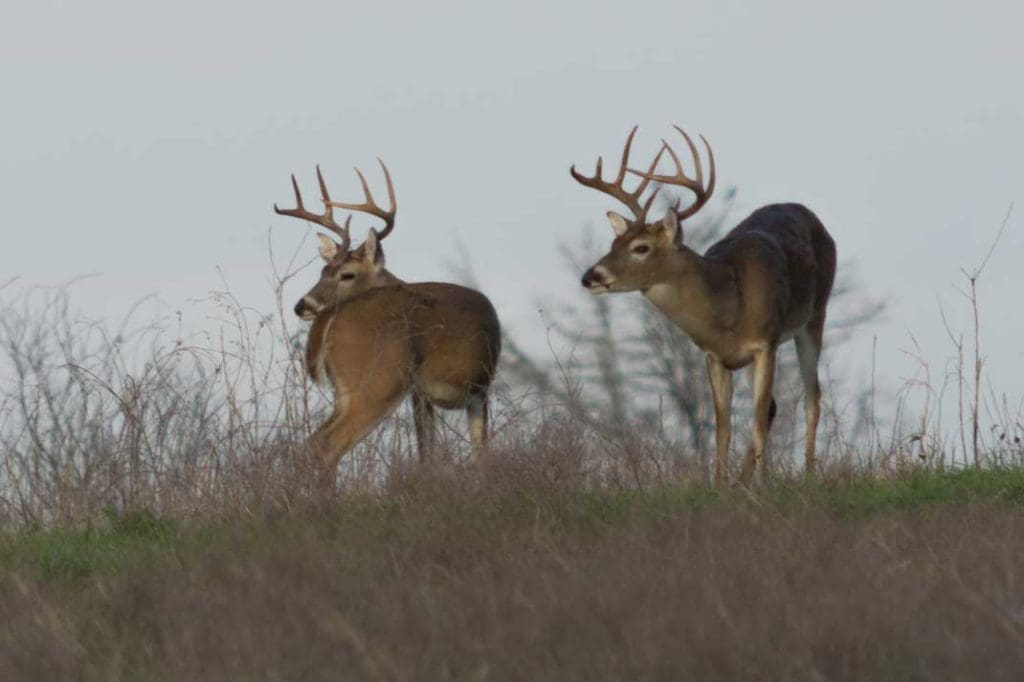 7 Best Deer Hunting States for Trophy Class Whitetails Hunting Magazine