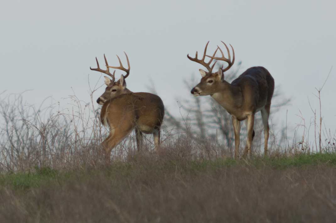7 Best Deer Hunting States for Trophy Class Whitetails Hunting Magazine