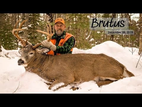 The Story of BRUTUS | A Monster Maine Buck Tracked Down By HAL BLOOD ...