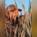 Ducking Hunting Season with Danielle Fairman & Duck Dog Bandit