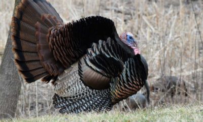 Top 5 Best Turkey Hunting States by Hunting Magazine