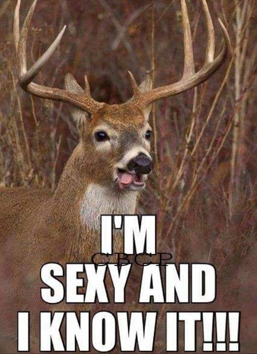 Hunting Meme: I'm sexy and I know it!ll sleeping!