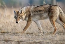 A Coyote Hunting Guide: Tips From An Expert A Coyote Hunting Guide: Tips From An Expert - Hunting Magazine