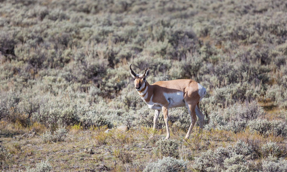 Range Finders Help with Long Range Shots at Big Game like Pronghorn or Antelope - Hunting Magazine