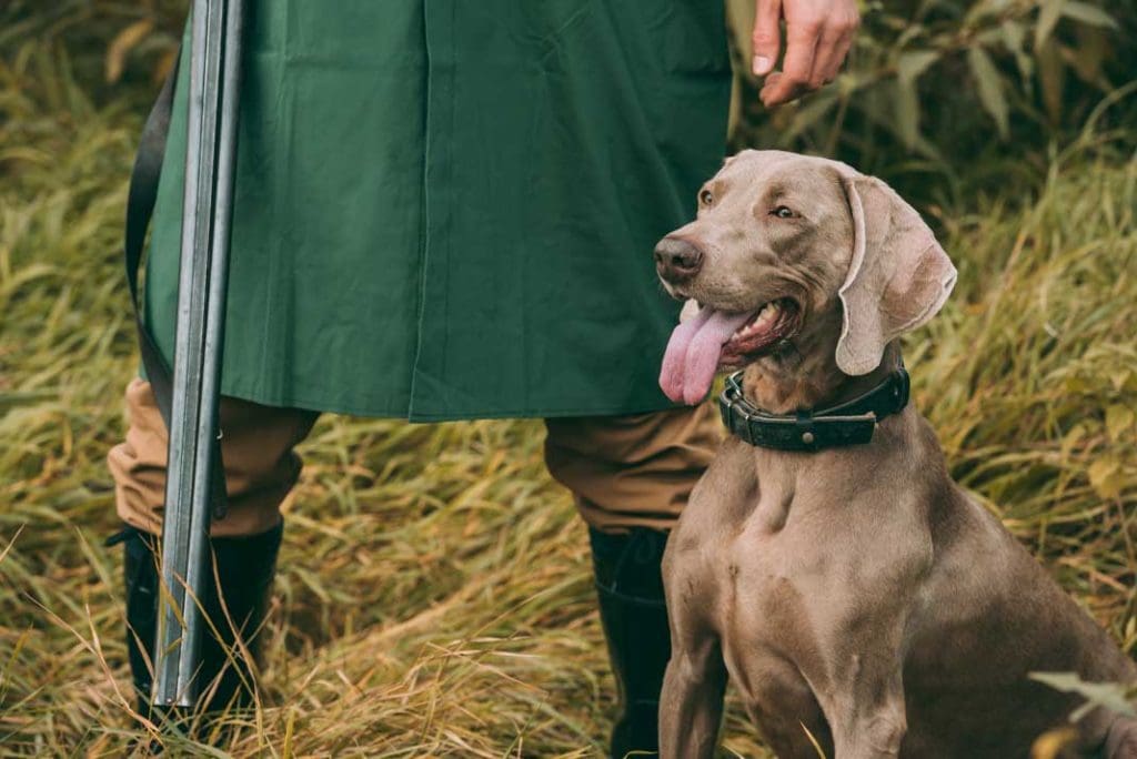Female Hunting Dog Names Massive List of 400+ Female Dog Names