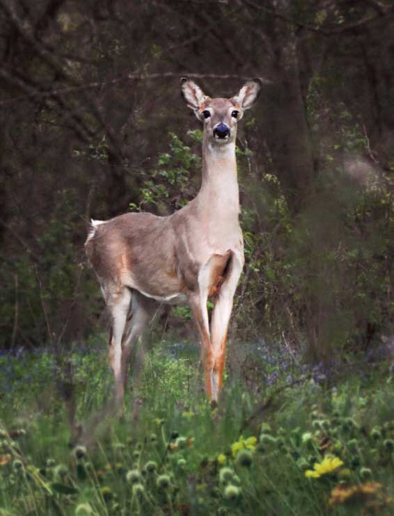 In addition fawn distress calls can be used to bring does running to their rescue - Hunting Magazine