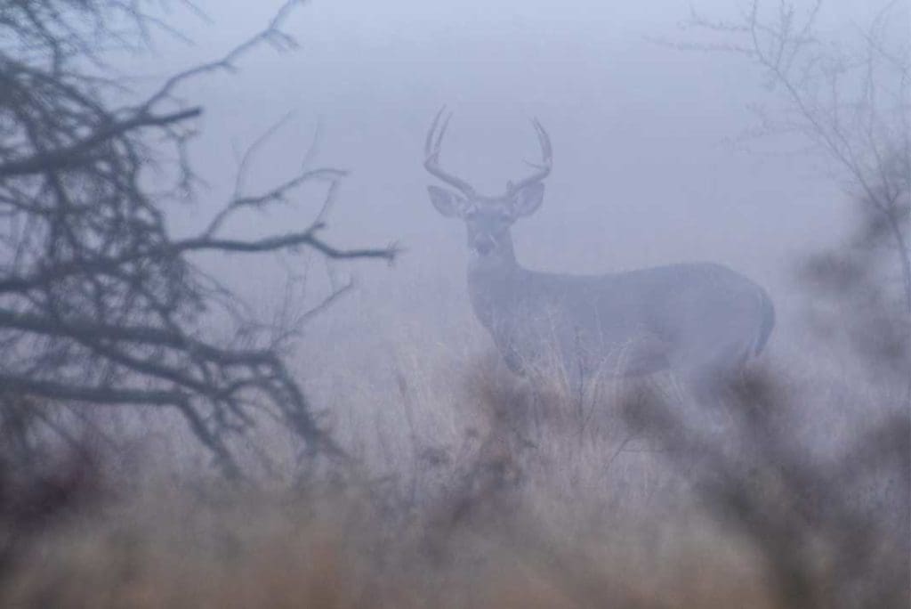 Can Deer See Color What This Means for Hunters Hunting Magazine