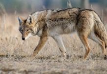 Tips for Coyote Hunting: How to Bag More Coyotes Tips for Coyote Hunting: How to Bag More Coyotes - Hunting Magazine