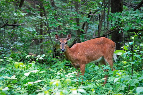 A Deer in the Woods