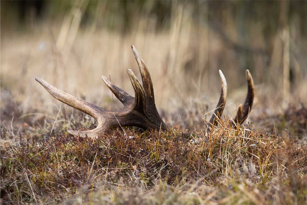 Large Whitetail Deer Antler Shed Lying on the Ground - Hunting Magazine