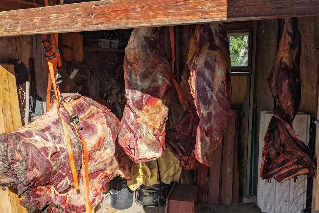 Moose Meat Quartered and Hung to Age Provides Lots of Wild Game Meat to Hungry Family - Hunting Magazine