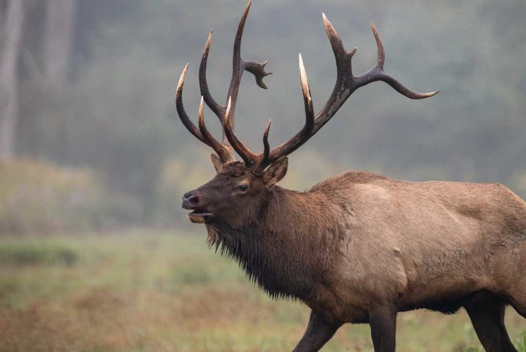 Should I Buy Hunting Land? Pros, Cons, and Things You Should Know