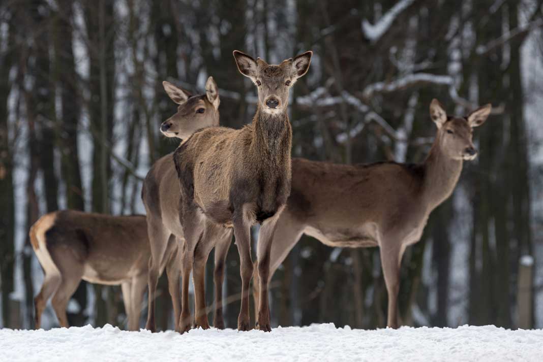 Top 5 Ways How Hunting is Beneficial Hunting Magazine